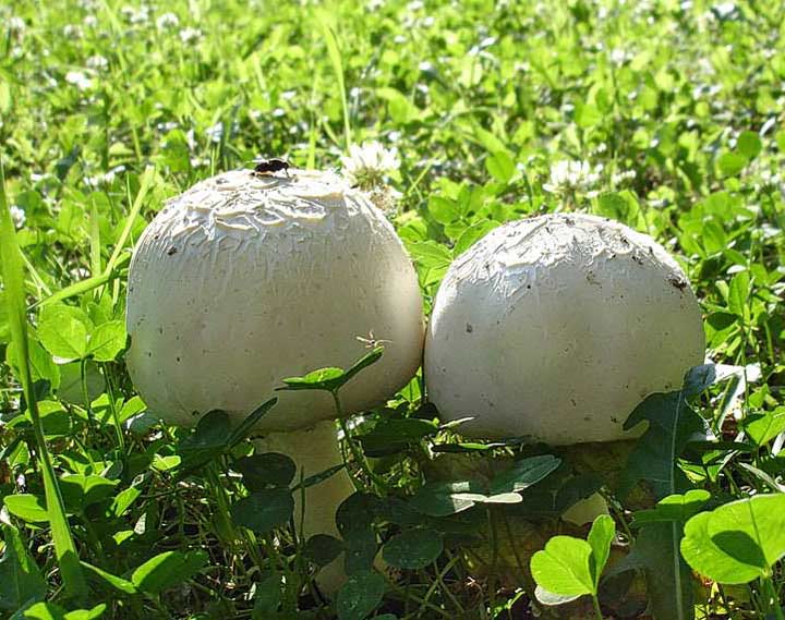 waydom.ru/media/uploads/mushrooms/agaricus-arvensis/agaricus-arvensis.jpg