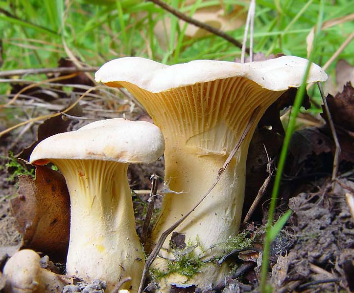 waydom.ru/media/uploads/mushrooms/cantharellus-cibarius/cantharellus-cibarius-4.jpg