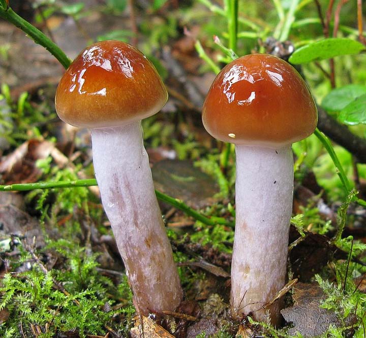 waydom.ru/media/uploads/mushrooms/cortinarius-collinitus/cortinarius-collinitus.jpg