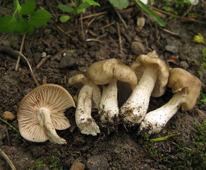 waydom.ru/media/uploads/mushrooms/entoloma-clypeatum/entoloma-clypeatum-5.jpg