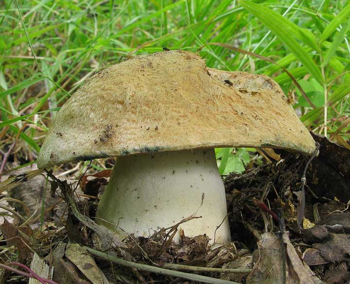 waydom.ru/media/uploads/mushrooms/gyroporus-cyanescens/gyroporus-cyanescens.jpg