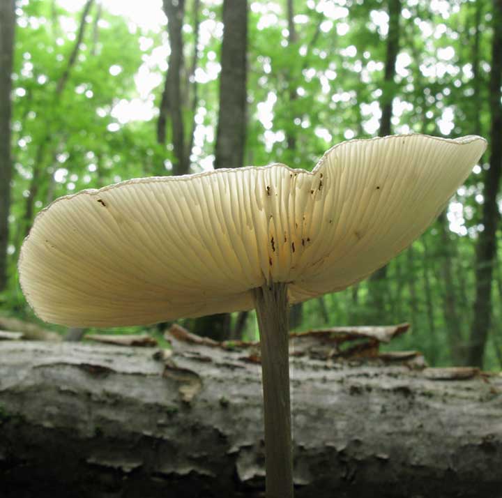 waydom.ru/media/uploads/mushrooms/oudemansiella-radicata/oudemansiella-radicata-5.jpg