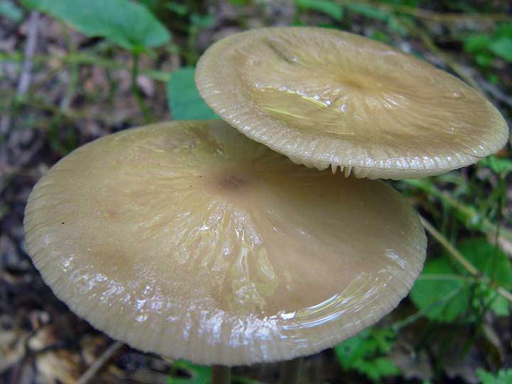 waydom.ru/media/uploads/mushrooms/oudemansiella-radicata/oudemansiella-radicata-6.jpg