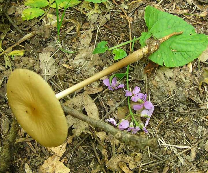 waydom.ru/media/uploads/mushrooms/oudemansiella-radicata/oudemansiella-radicata-7.jpg