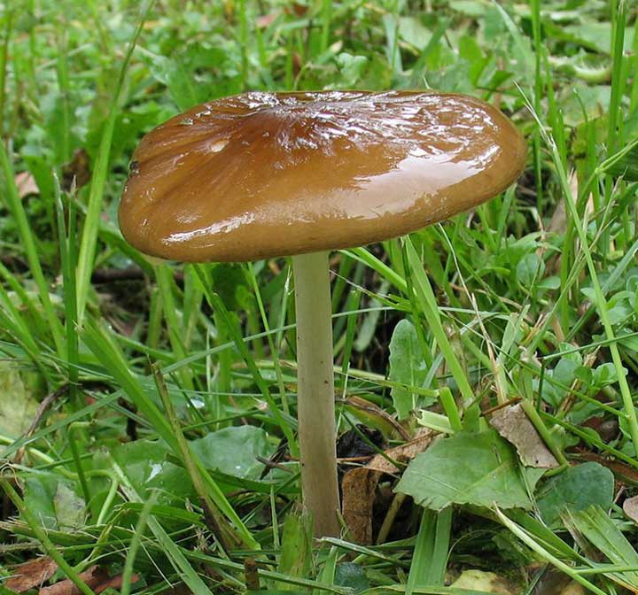 waydom.ru/media/uploads/mushrooms/oudemansiella-radicata/oudemansiella-radicata.jpg