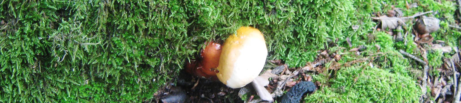 О распознавании ядовитых грибов