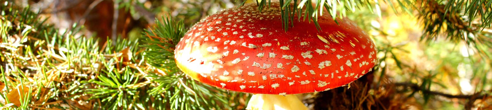 Ядовитые грибы - WayDom.ru